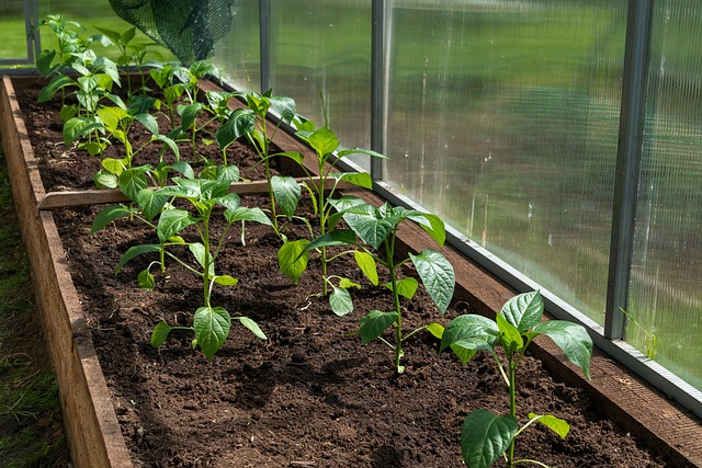 Top Benefits of Timber-Framed Greenhouses for Your Garden: Durability, Aesthetics, and Sustainability